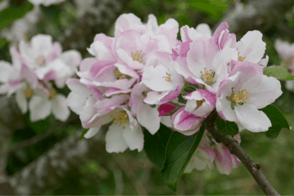 Apple blossom