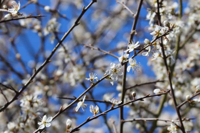 Blackthorn blossom