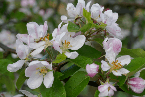 Crab Apple Blossom