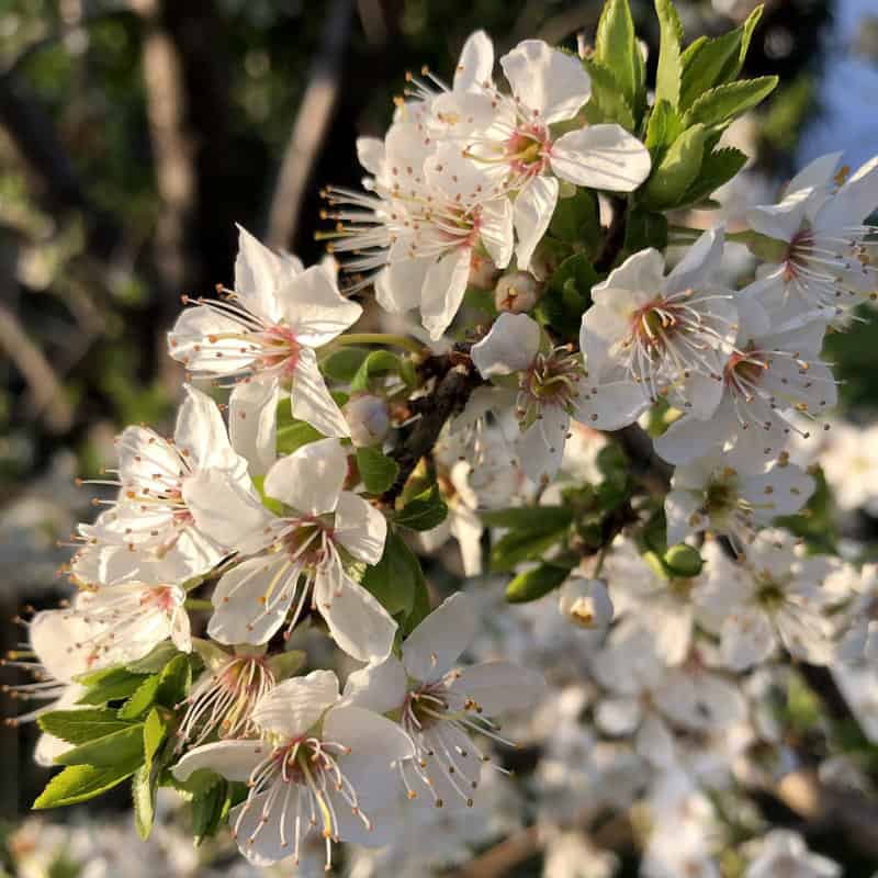 Damson Blossom