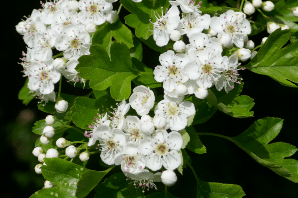 Hawthorn blossom