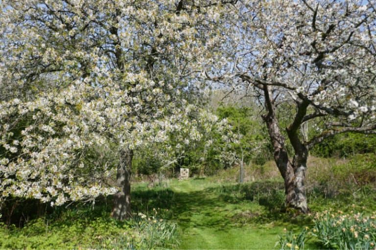 Old Gean and Cherry in blossom