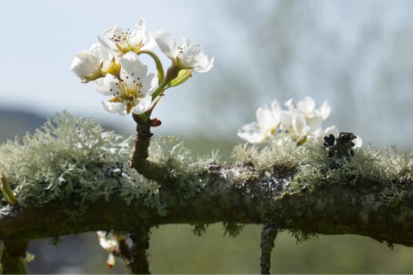 Pear blossom