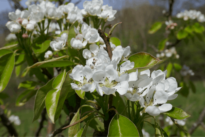 Plum blossom