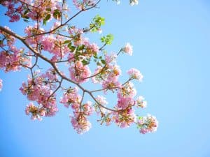 blossom-day